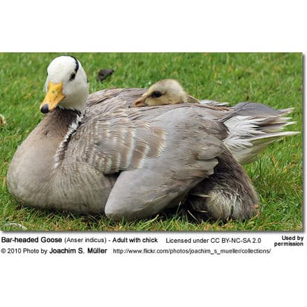 Bar-headed Goose (Anser indicus) - Adult with chick