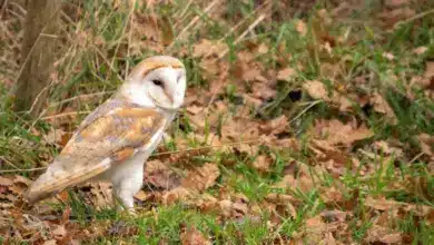 The Barn Owl Standing In The Grass