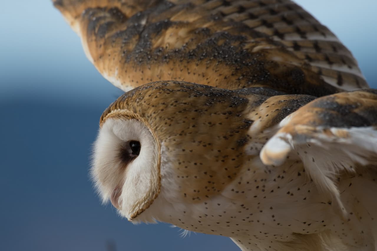 The Barn Owl In Iraq Searching For Prey