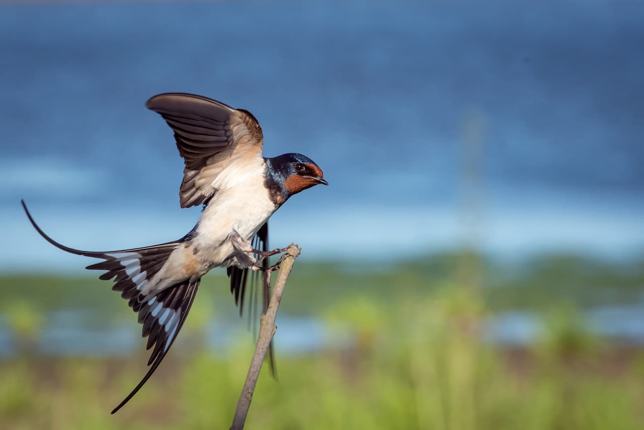 The Barn Swallows Is Perched On The Thorn Of A Wood