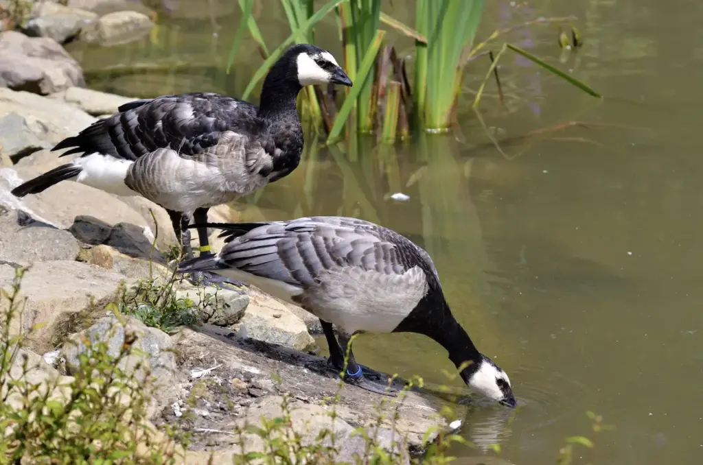Barnacle Geese Near Pond 