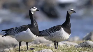 Two Barnacle Goose On The Ground
