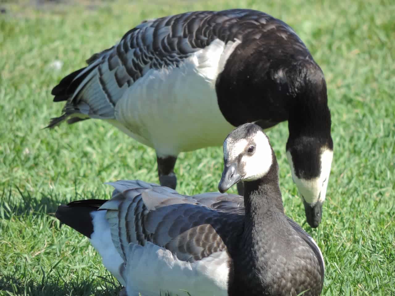 Barnacle Goose, Branta leucopsis - Birds - NatureGate