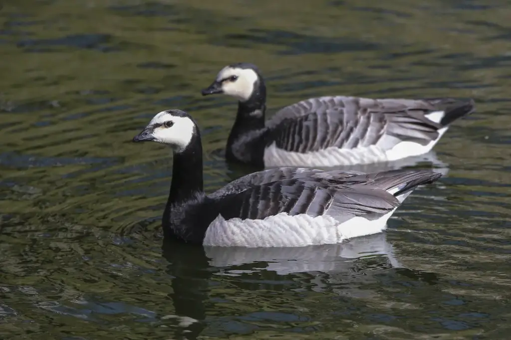 Barnacle Goose in the Water 