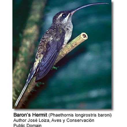 Baron’s Hermit (Phaethornis longirostris baroni)