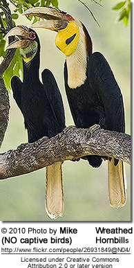 Wreathed Hornbill (Rhyticeros undulatus), also known as the
Bar-pouched Wreathed Hornbill