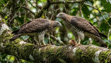 Barred Honey-buzzards (Pernis celebensis)
