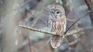 A Barred Owl Resting in Tree