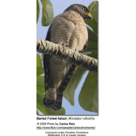 Barred Forest-falcon, Micrastur ruficollis