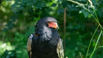 A Bateleur Eagle In The Forest