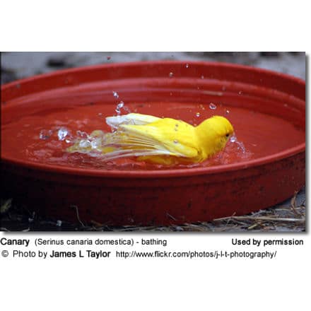 Canary Bathing