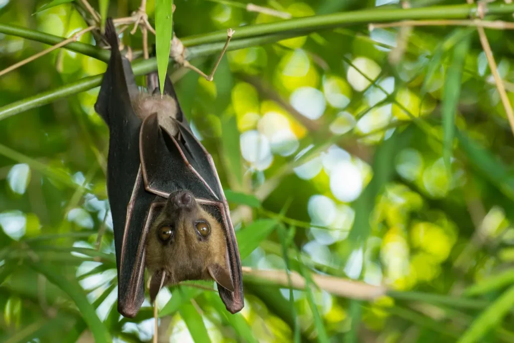 Bats on a Tree Branch 