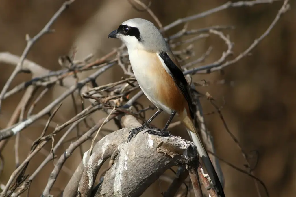Bay-backed Shrikes on a Branch 