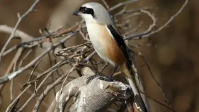 Bay-backed Shrikes on a Branch