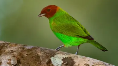 Bay-headed Tanagers Perched on a Wood