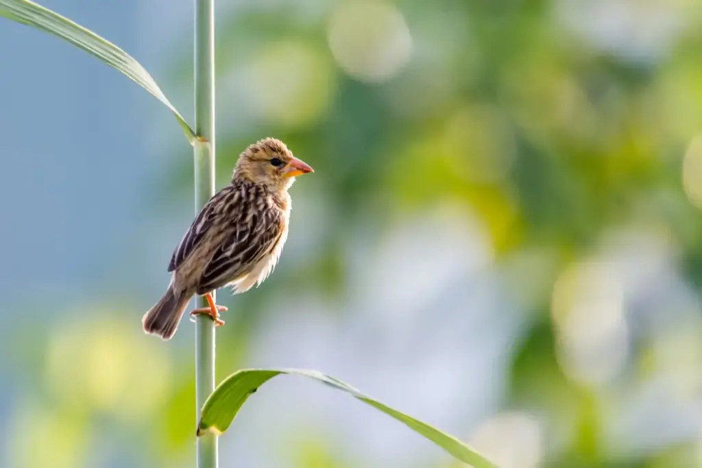 The Baya Weaver Is Looking For A Prey