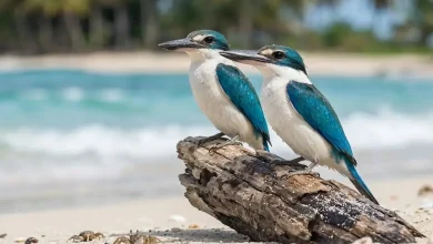 Beach Kingfishers (Todiramphus saurophaga)