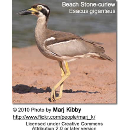 Beach Stone-curlew, Esacus giganteus also known as Beach Thick-knee