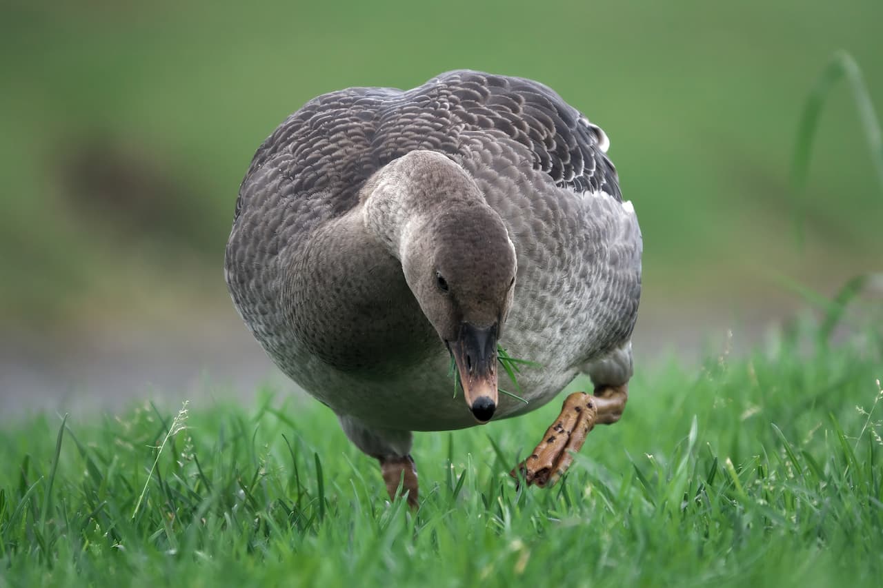 A Bean Geese Standing in The Green Grass