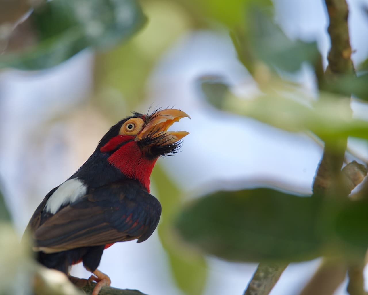 A Bearded Barbets sitting on a branch of a tree.