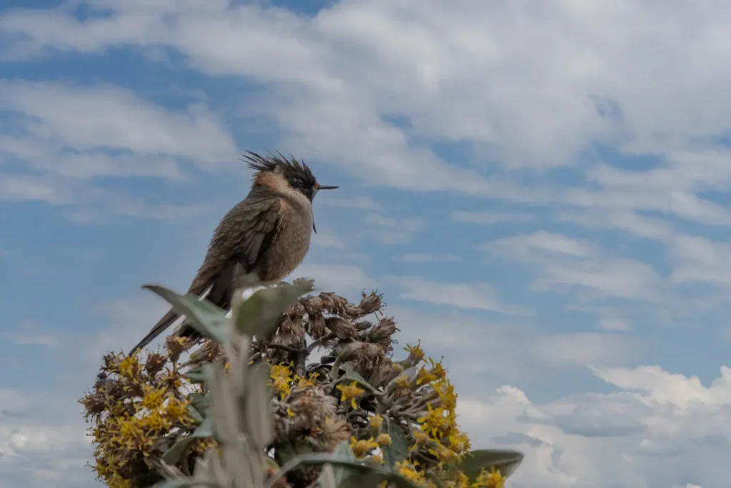 Bearded Helmetcrests in a Tree 