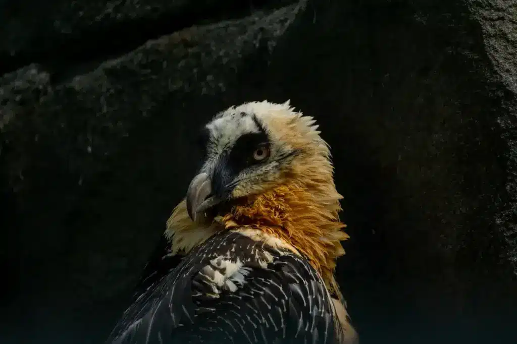 Close up Image of Bearded Vulture