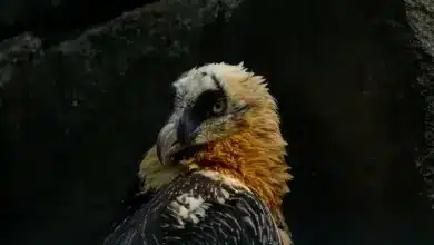 A Close Up of Bearded Vulture