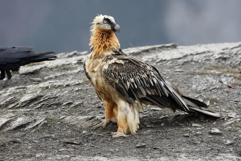 Bearded Vultures on the Ground 
