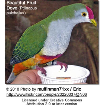 Beautiful Fruit Dove (Ptilinopus pulchellus)