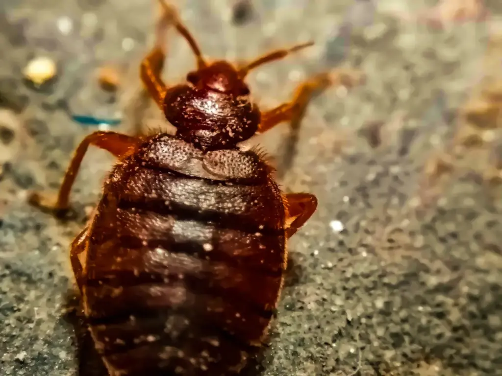 Close Up Image of Bed Bugs