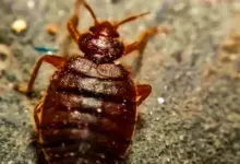 Close Up Image of Bed Bugs