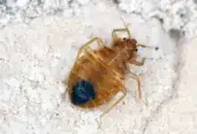 Bed Bugs (Cimex lectularius)