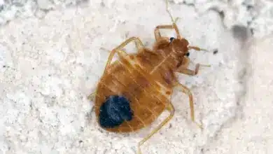 Bed Bugs (Cimex lectularius)