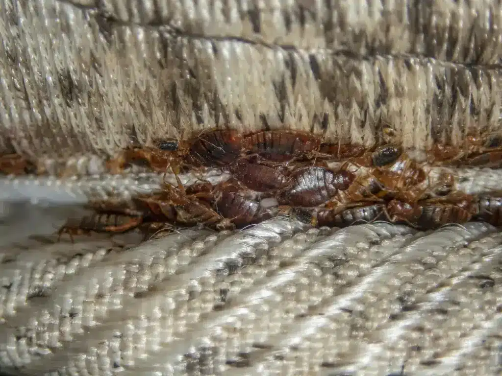 Bed Bugs (Cimex lectularius) Infestation