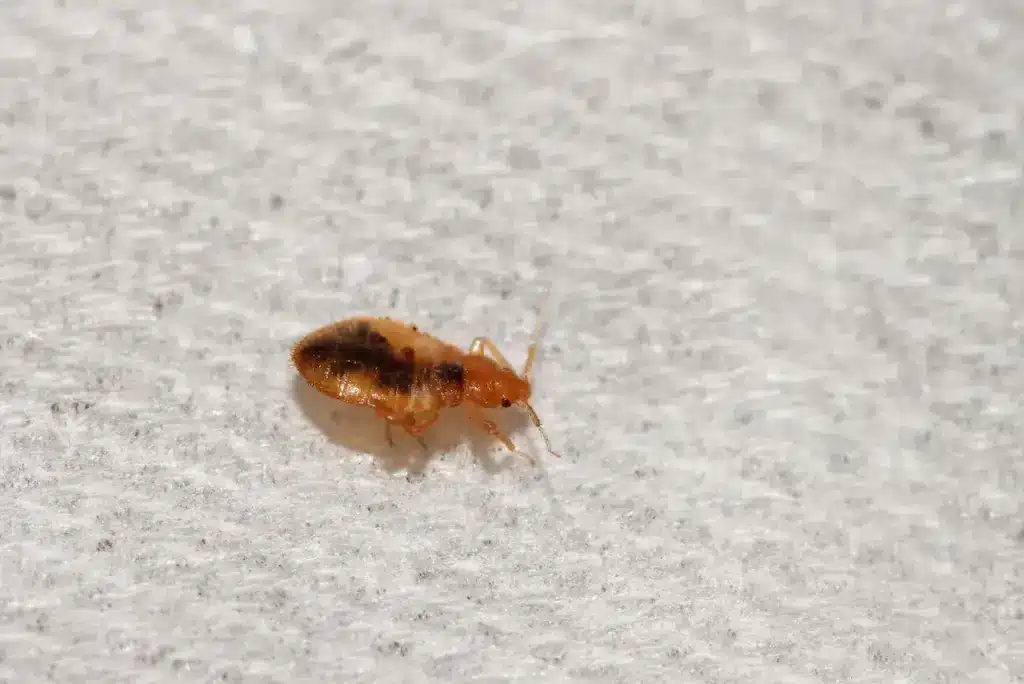 Bed Bugs (Cimex lectularius) On A Bed