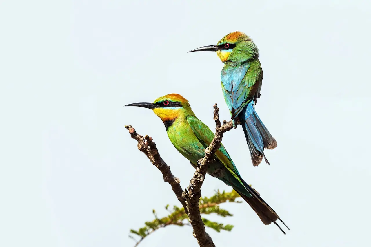 Two Bee Eaters Perching On The Tree