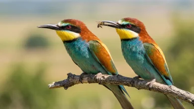Bee Eaters (Merops apiaster)