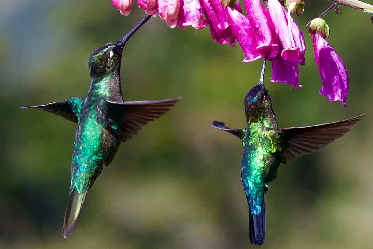 The Bee Hummingbird Feeding With The Flowers