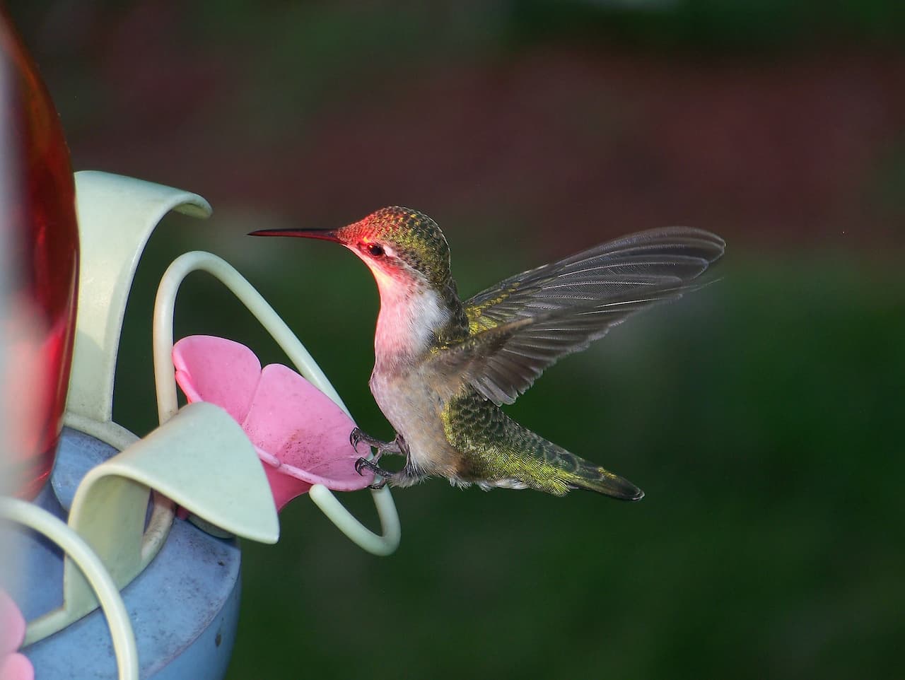 The Bee Hummingbirds Perched On Plastic Flower Design