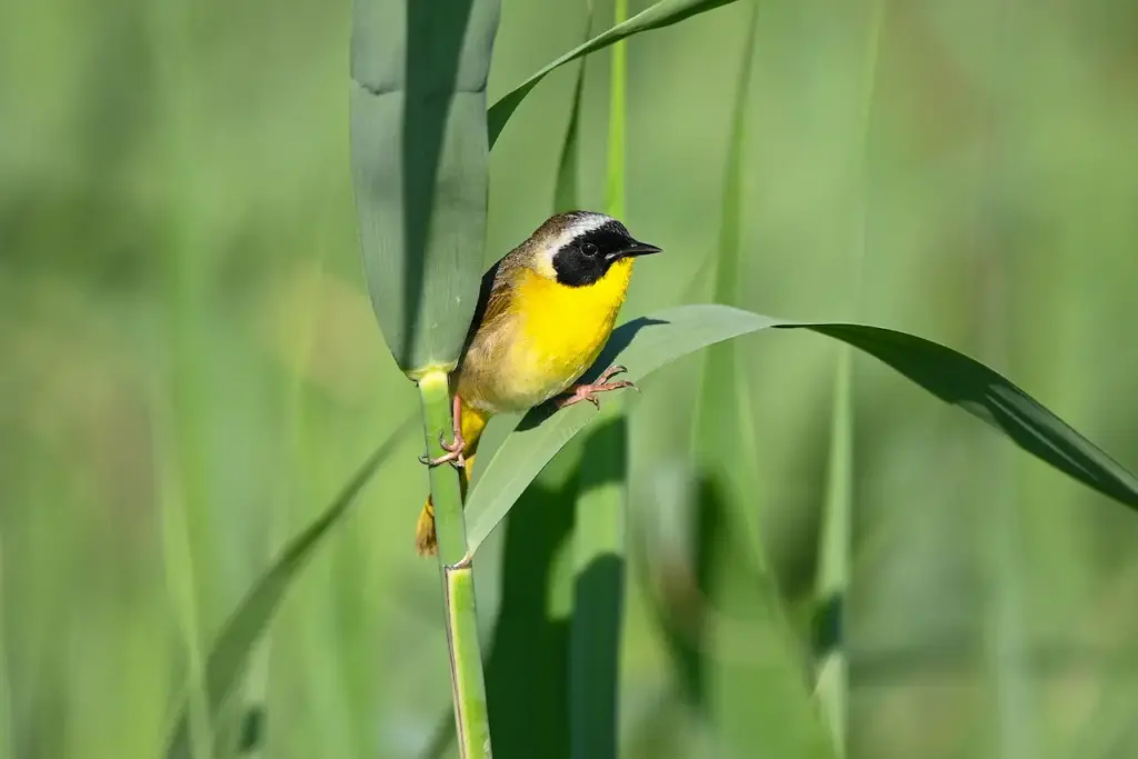 The Belding's Yellowthroat on Green Grass