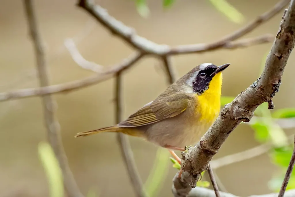 Belding's Yellowthroats 