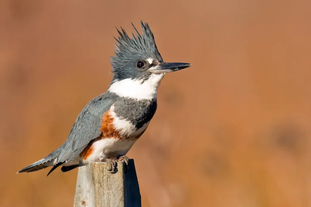 Belted Kingfishers 