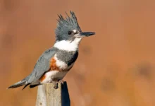 Belted Kingfishers