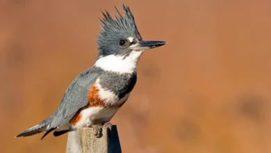 Belted Kingfishers