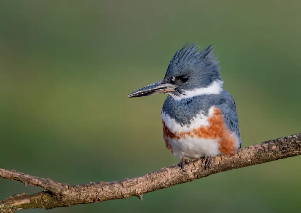 Belted Kingfishers Image 