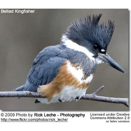 Belted Kingfisher