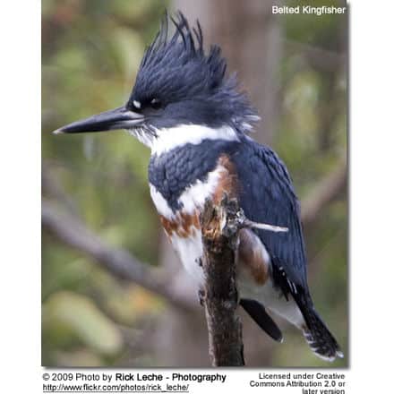 Belted Kingfisher