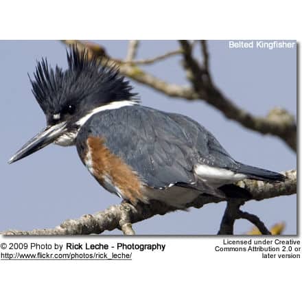 Belted Kingfisher