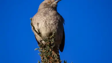 Bendire's Thrasher (Toxostoma bendirei) Perched With Blue Sky Behind