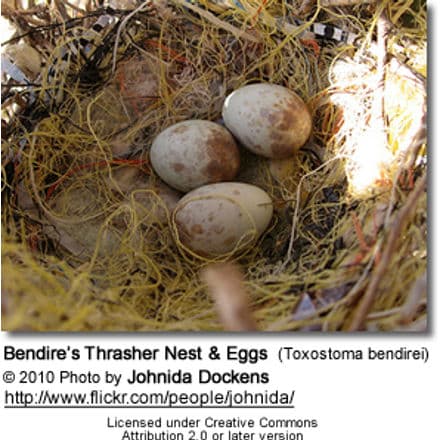 Bendire’s Thrasher Nest and Eggs (Toxostoma bendirei)